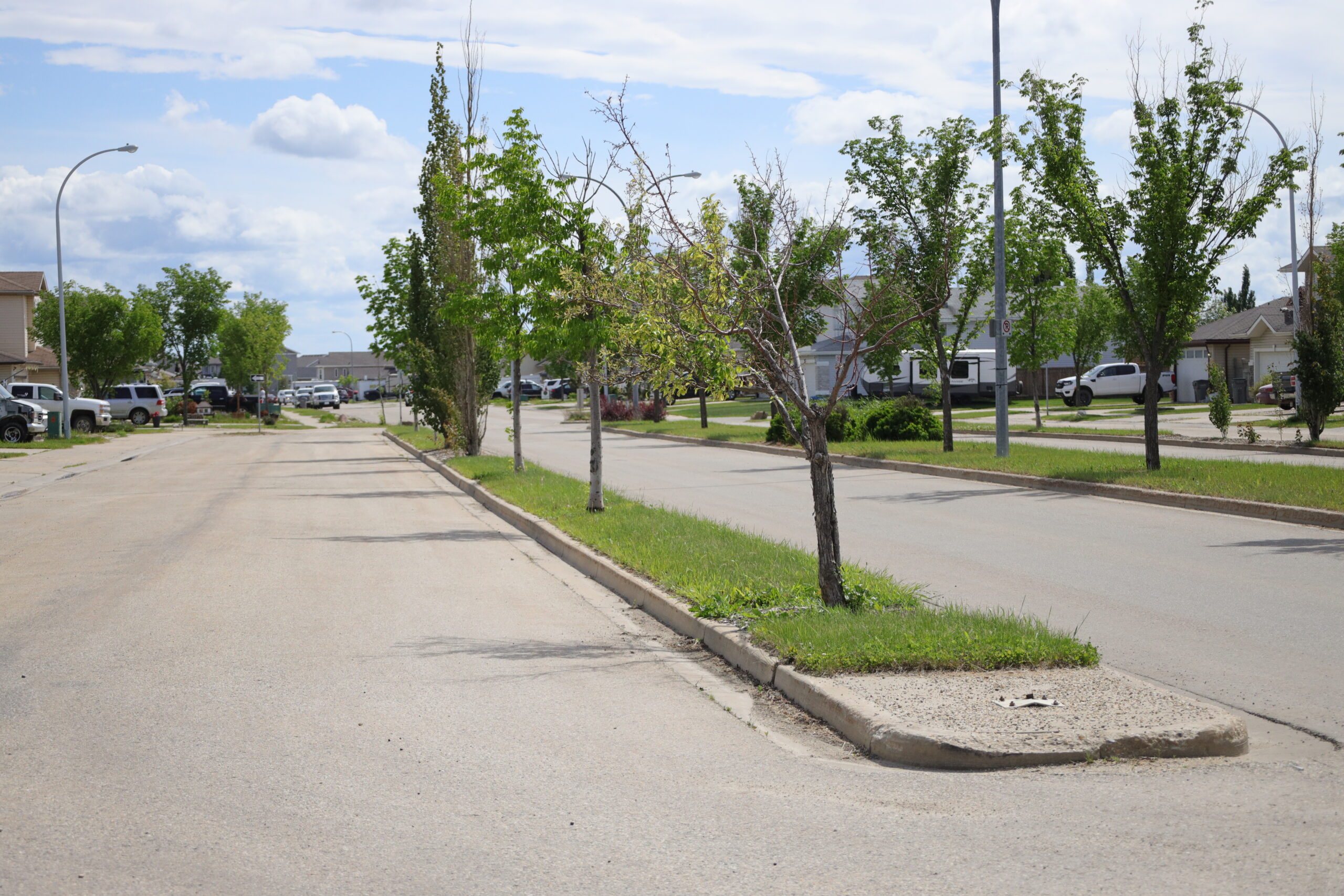 Fed funding a real tree-t for city's urban forest