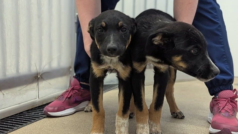 False report involving puppies prompts reminder from Community Animal Services
